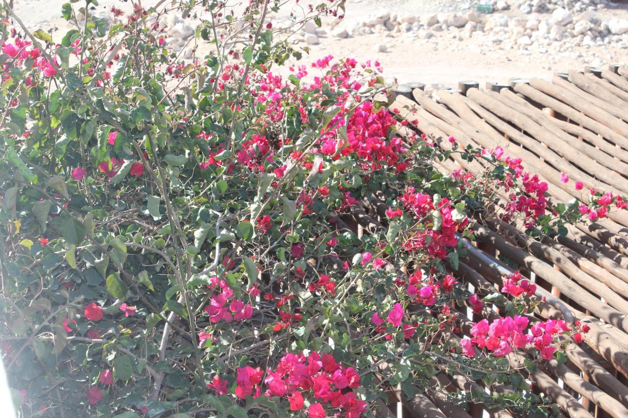 סידי קאוקי La Maison Des Vagues מראה חיצוני תמונה
